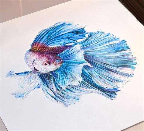 Fish Pencil Drawing