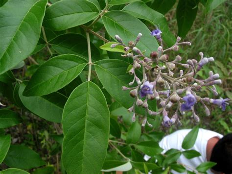 Vitex Negundo Lamiaceae Image 27116 At PhytoImages Siu Edu