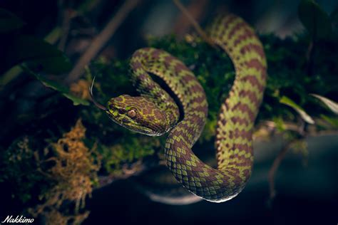 Trimeresurus venustus by nakkimo on DeviantArt