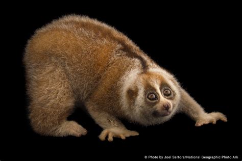 Bengal Slow Loris