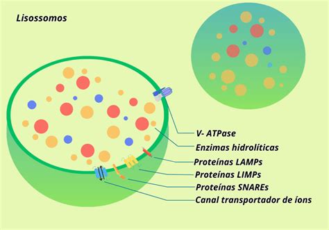 O Que São Lisossomos - Lisossomos – Atlas Interativo de Biologia Celular