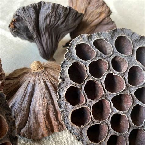 Lotus Pod Natural Bulk Dried Pod