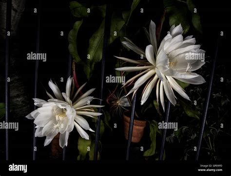 Night blooming Cactus ( Cereus Stock Photo - Alamy