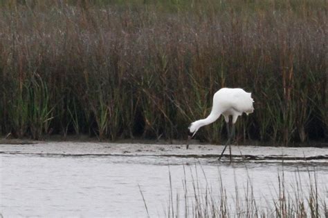 eBird Checklist - 4 Feb 2020 - Aransas National Wildlife Refuge ...