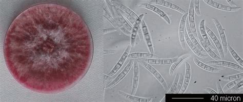 Fusarium Graminearum On Potato Dextrose Agar Pda And Macroconidia