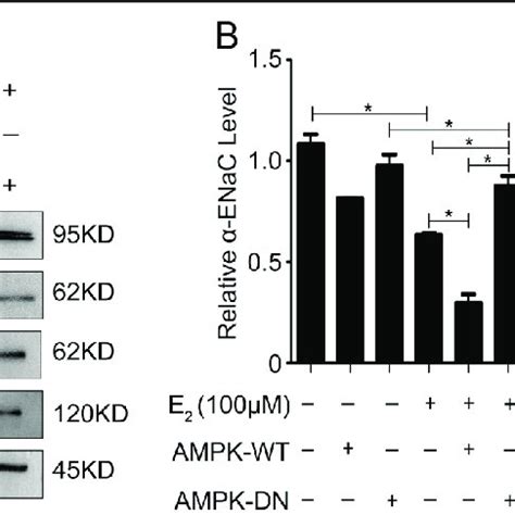 Estrogen Drives Activation Of AMPK Dependent Inhibition Of ENaC In