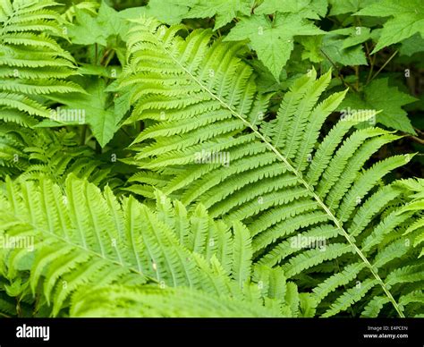 Fern Frond In The Woods A Large Fern Frond Growing With Other Under