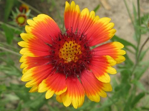 Blanket Flower Seeds Certified Organic Garden Hoard Certified