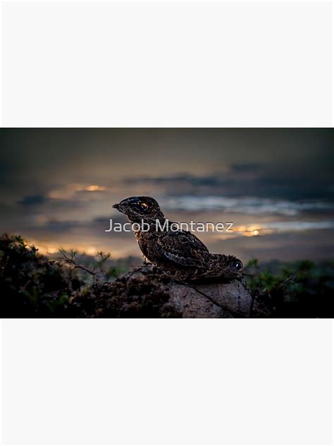 Great Eared Nightjar Sticker For Sale By Jacob Montanez Redbubble