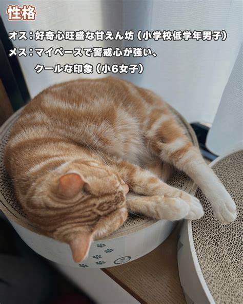 【驚愕】オス猫とメス猫の違い8選｜こんなに違うの！？（ねこぞー） エキスパート Yahooニュース