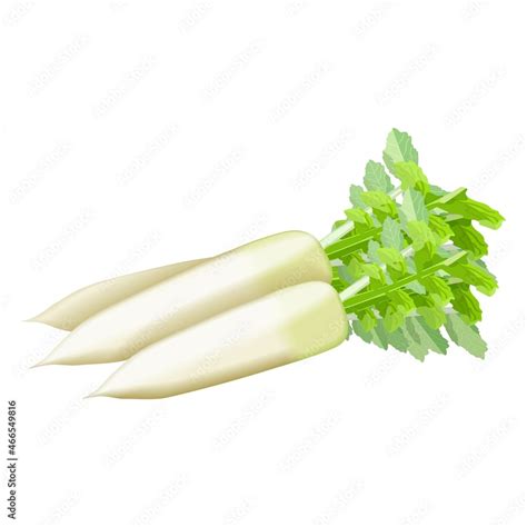 Clip Art Radish Transparent PNG - 576x1295 - Free Download on NicePNG - Clip Art Library