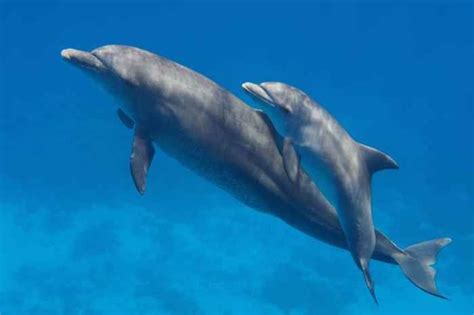 Qué beben los mamíferos marinos Baby dolphins Bottlenose dolphin