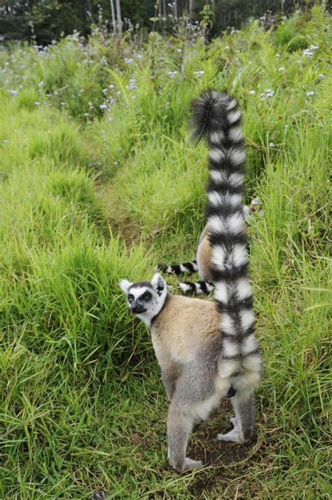 Ring Tailed Lemur Vakona Forest Lodge Lemur Sanctuary An Flickr