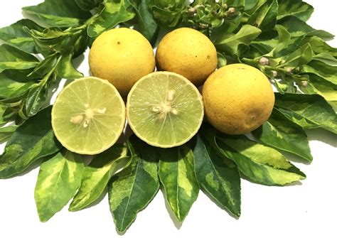 Blog Do Viveirista Limão Galego De Folhas Variegatas Citrus Aurantifolia