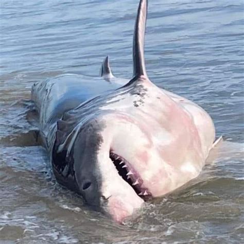 Great White Shark Beached At Kingscliff In Northern Nsw Gold Coast