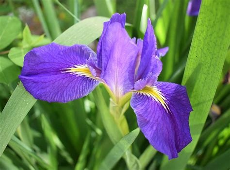 wild blue iris photograph   erickson fine art america