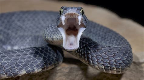 How snakes got their fangs