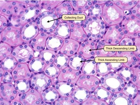 Kidney histology