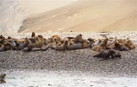 South American Sea Lion - Facts, Diet, Habitat & Pictures on Animalia.bio