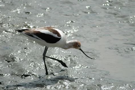 35 Stunning Animals With Webbed Feet (With Pictures)