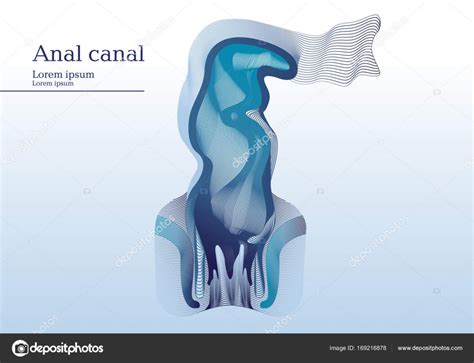 Abstract Illustration Of Anal Canal Stock Vector Image By ©pinckace