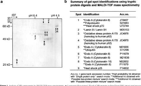 Figure From P Is A Common Component Of Cytoplasmic Inclusions In