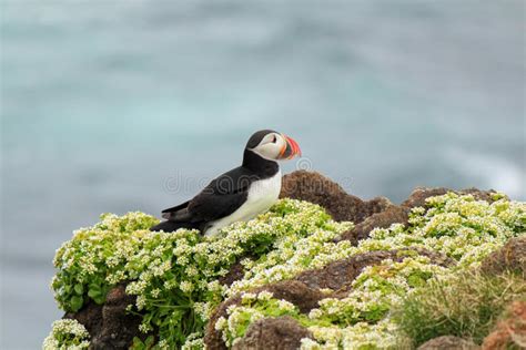 Atlantic Puffin at Their Breeding Place Latrabjarg Stock Photo - Image ...