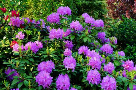 Pruning Rhododendrons When And How To Prune Correctly Gardender