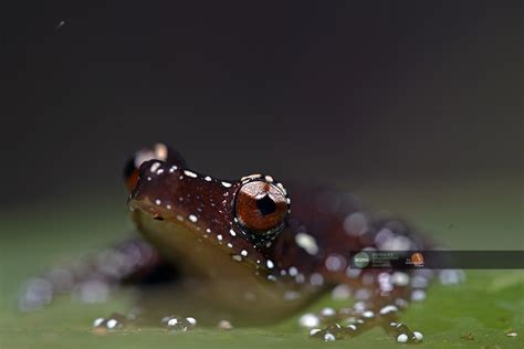 TAMPILAN NYENTRIK NYCTIXALUS PICTUS SI KATAK POHON BERBINTIK DI BORA