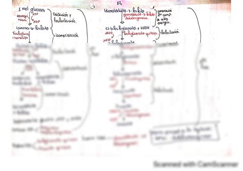 Solution Glucolisis Bioqui Mica Studypool