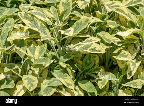 Golden Sage Salvia Leaves Culinary Herbs Stock Photo Alamy