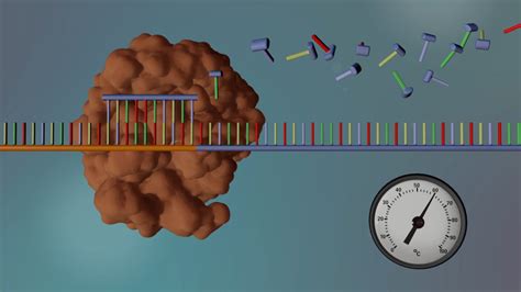 DNA sequencing