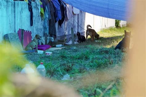 Al M De Caramelo Os Animais Resgatados Nas Enchentes Do Rs