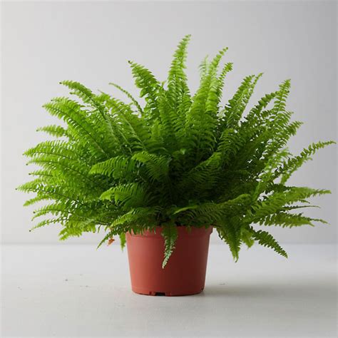 Boston Fern - Make My Garden