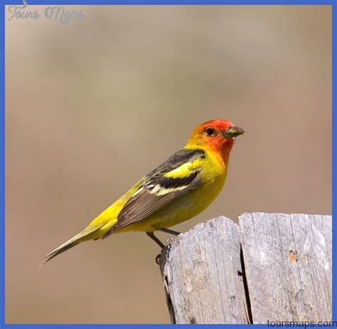 Yellowstone Birds - ToursMaps.com