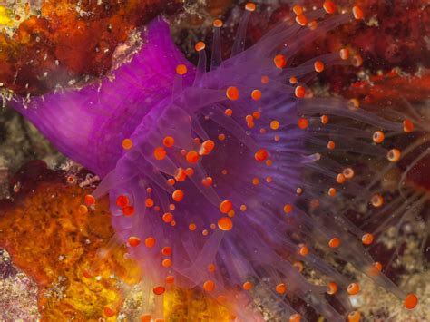 Keeping Mushroom Anemones | Coral Care | AlgaeBarn