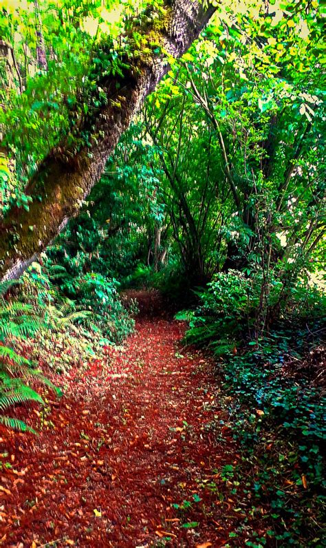 Chemin Creux Marie Du Val Couesnon Flickr