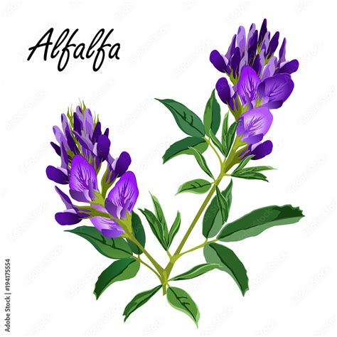 Alfalfa Flowers Medicago Sativa Lucerne Hand Drawn Vector