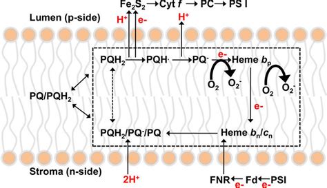 Transmembrane Electron Transfer And Q Cycle Pathway In A Schematic Of