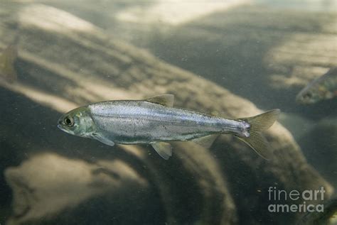 Kokanee Salmon Smolt Photograph By William H Mullins