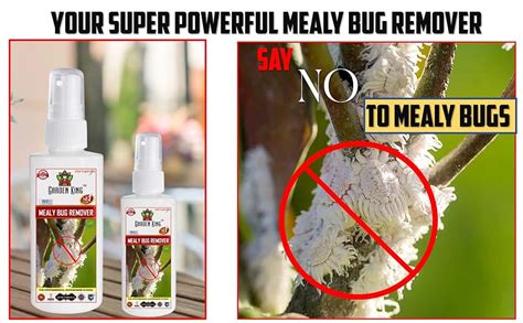 Sansar Agro® Mealy Bug Remover Spray Premium Essential Liquid Spray