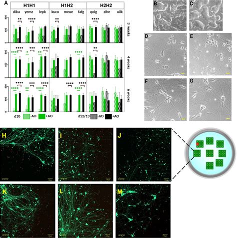 Celltrace Calcein Green Thermo Fisher Bioz