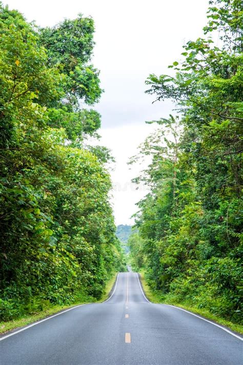 Paisagem Da Estrada E Da Floresta Verde Foto De Stock Imagem De Mola