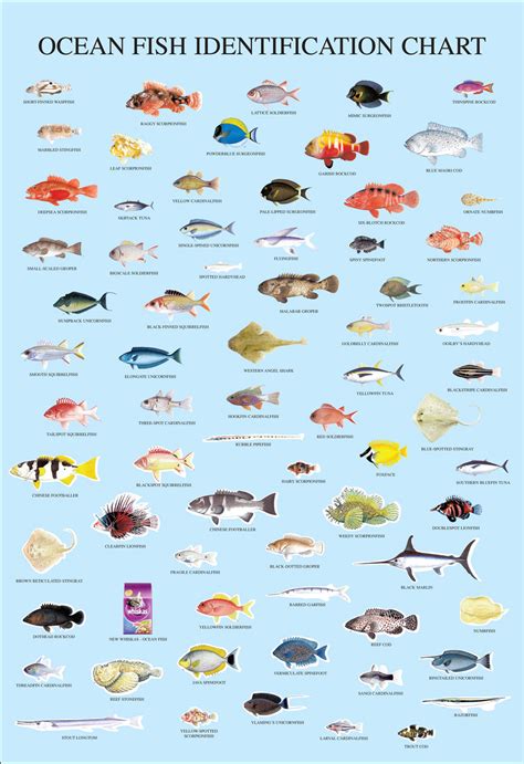 Printable Fish Identification Chart