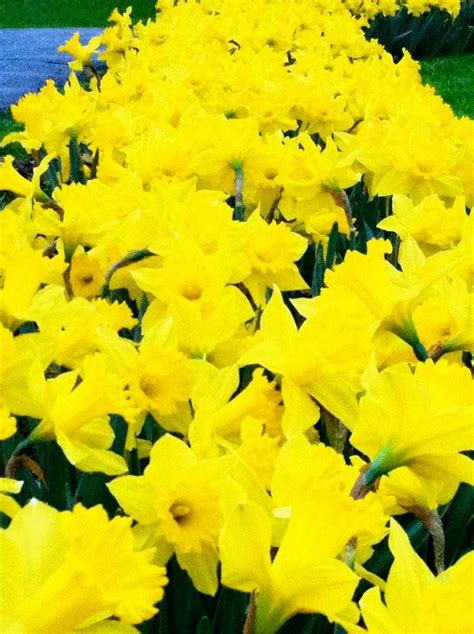 Yellow Daffodils : r/yellow