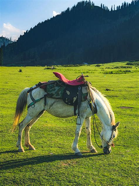saddled horse standing  rural cottage  stock photo