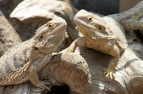 lizards, Animals, Nature Wallpapers HD / Desktop and Mobile Backgrounds