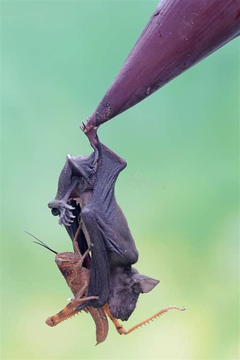 Flying Mammal Hanging on Tree, Bat Eating Fruit, Banana Tree , Stock ...