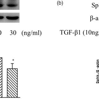 a PASMC were treated with different concentration of TGFβ1 in the