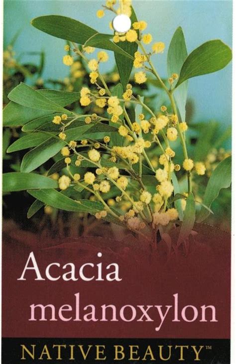 tag blackwood acacia melanoxylon